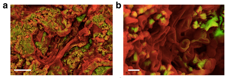 Illustration for article titled 75 Million-Year-Old Blood Cells Found in Dinosaur Fossils